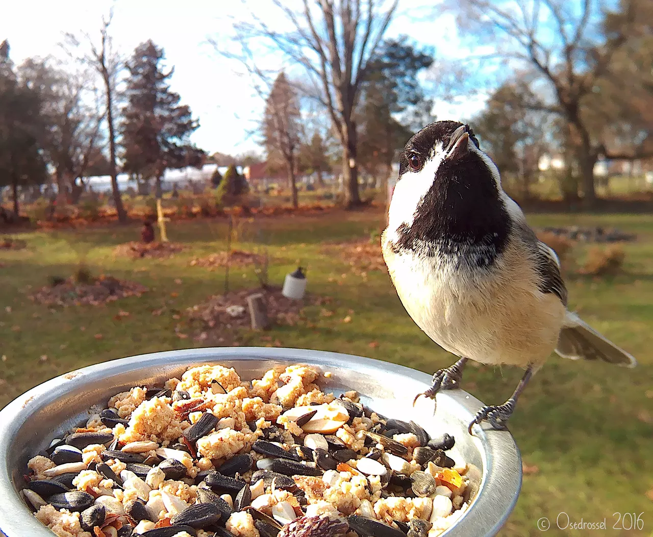 Chickadee