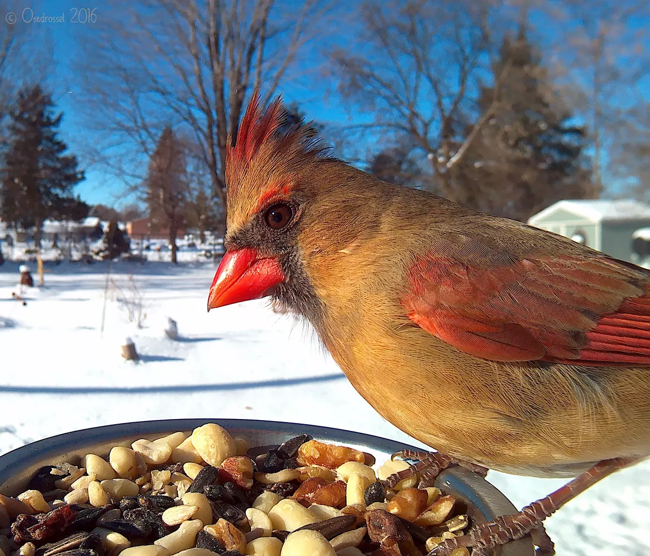 Female Cardinals