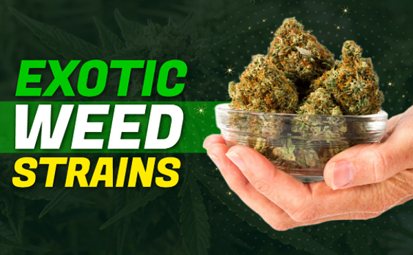 Image: 6 Most Exotic Weed Strains To Try in 2025