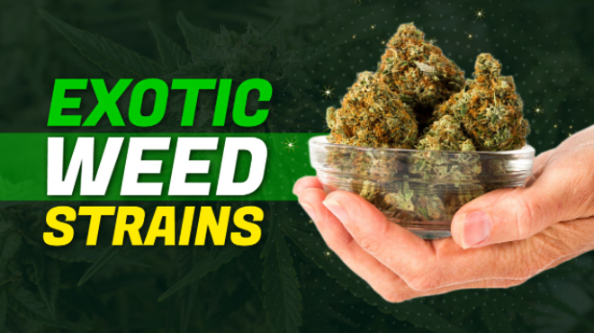 Image: 6 Most Exotic Weed Strains To Try in 2025