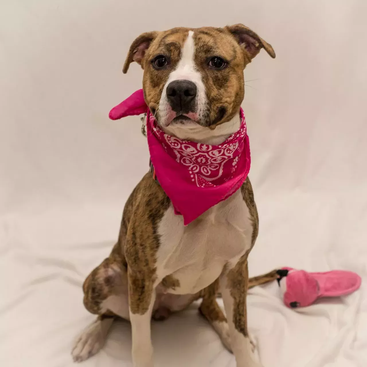 NAME: Bella
GENDER: Female
BREED: Pit Bull-Greyhound mix
AGE: 1 year
WEIGHT: 44 pounds
SPECIAL CONSIDERATIONS: Prefers a home with no cats and active dogs
REASON I CAME TO MHS: Agency transfer
LOCATION: Mackey Center for Animal Care in Detroit
ID NUMBER: 862503