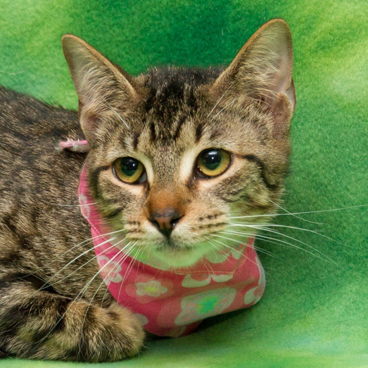 NAME: Pepper
GENDER: Female
BREED: Domestic Short Hair
AGE: 1 year, 7 months
WEIGHT: 6 pounds
SPECIAL CONSIDERATIONS: May prefer a home without children
REASON I CAME TO MHS: Agency transfer
LOCATION: Berman Center for Animal Care in Westland
ID NUMBER: 865890