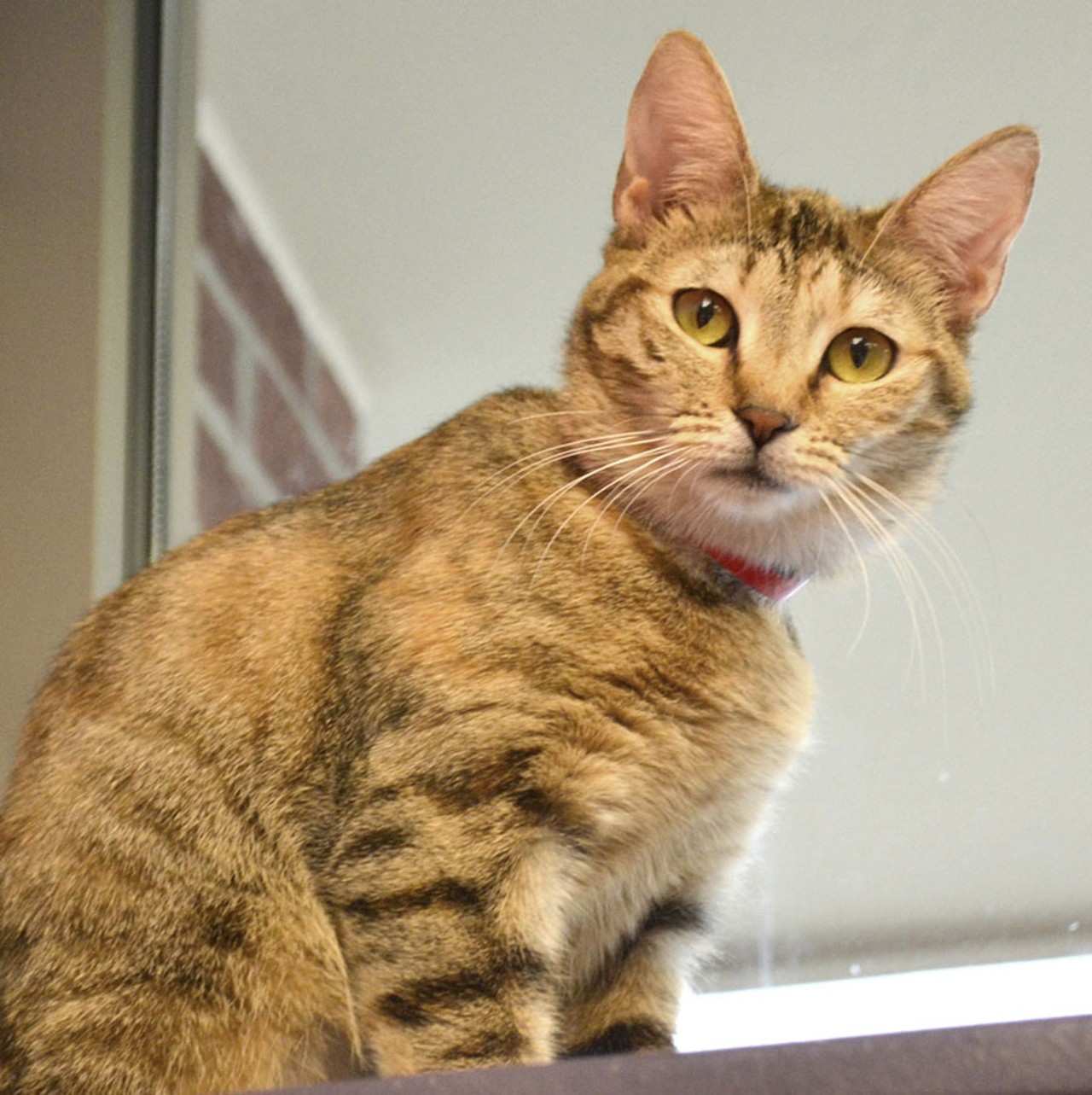 NAME: Carmen
GENDER: Female
BREED: Domestic Short Hair
AGE: 1 year, 1 month
WEIGHT: 6 pounds
SPECIAL CONSIDERATIONS: May prefer a home without children
REASON I CAME TO MHS: Agency transfer
LOCATION: Berman Center for Animal Care in Westland
ID NUMBER: 865899