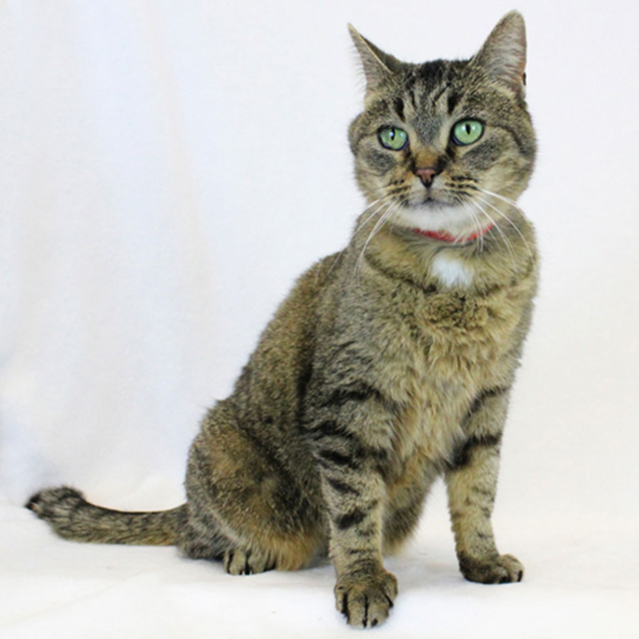 NAME: Corina
GENDER: Female
BREED: Domestic Short Hair
AGE: 10 years, 4 months
WEIGHT: 10 pounds
SPECIAL CONSIDERATIONS: None
REASON I CAME TO MHS: Homeless in Dearborn Heights
LOCATION: Premier Pet Supply of Novi
ID NUMBER: 793881
