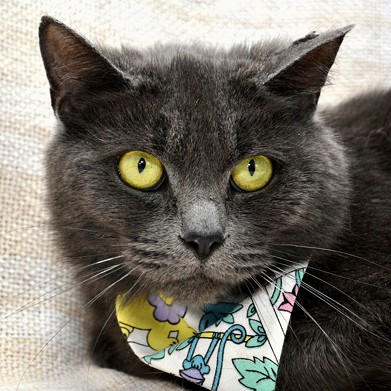  NAME: Peggy
    GENDER: Female
    BREED: Domestic short hair
    AGE: 7 years, 8 months
    WEIGHT: 11 pounds
    SPECIAL CONSIDERATIONS: Does not get along with other animals
    REASON I CAME TO MHS: Homeless in Detroit
    LOCATION: Mackey Center for Animal Care
    ID NUMBER: 847253
