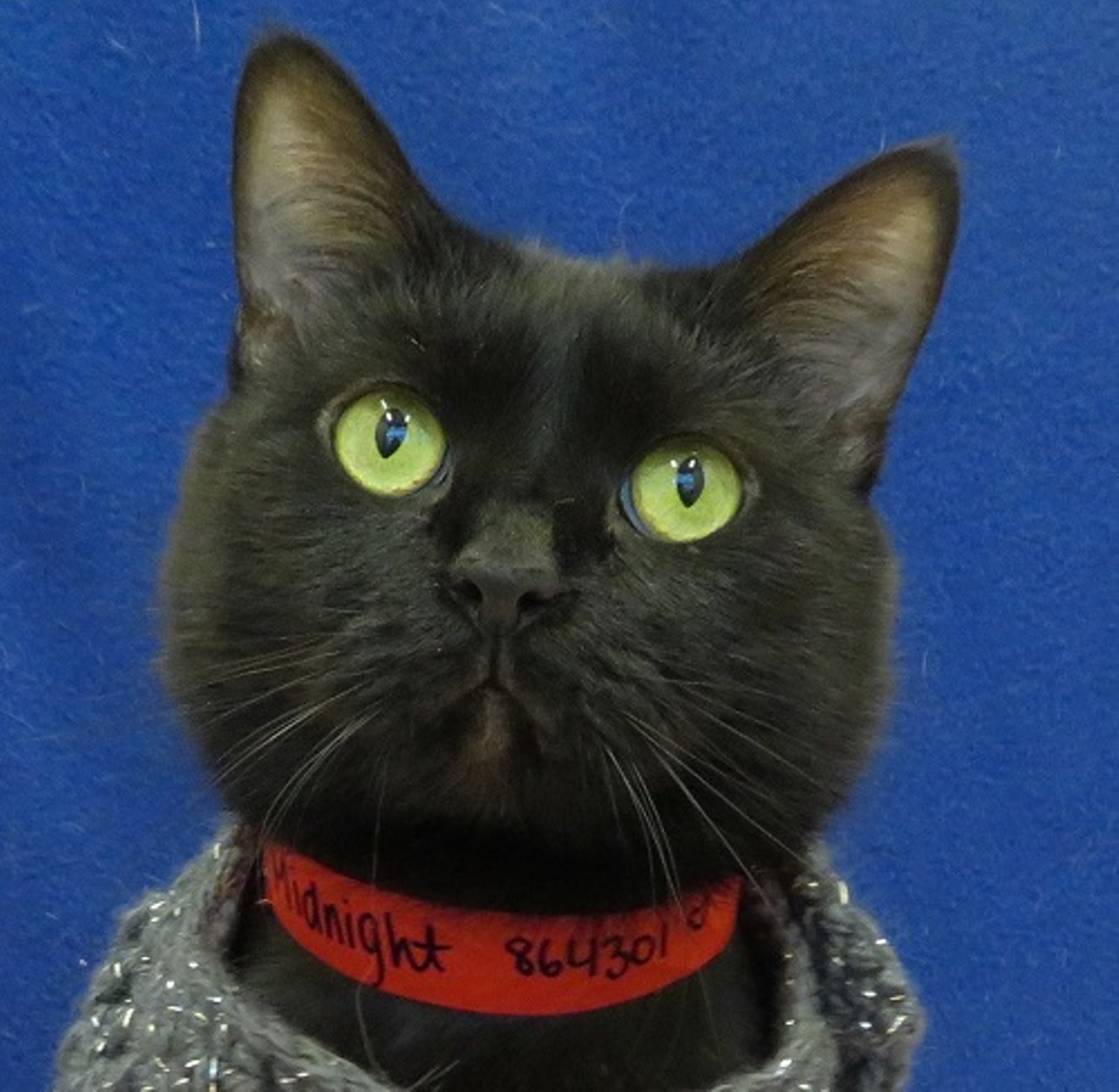 NAME: Midnight
GENDER: Female
BREED: Domestic Short Hair
AGE: 8 years
WEIGHT: 12 pounds
SPECIAL CONSIDERATIONS: None
REASON I CAME TO MHS: Owner surrender
LOCATION: Petco of Sterling Heights
ID NUMBER: 864301