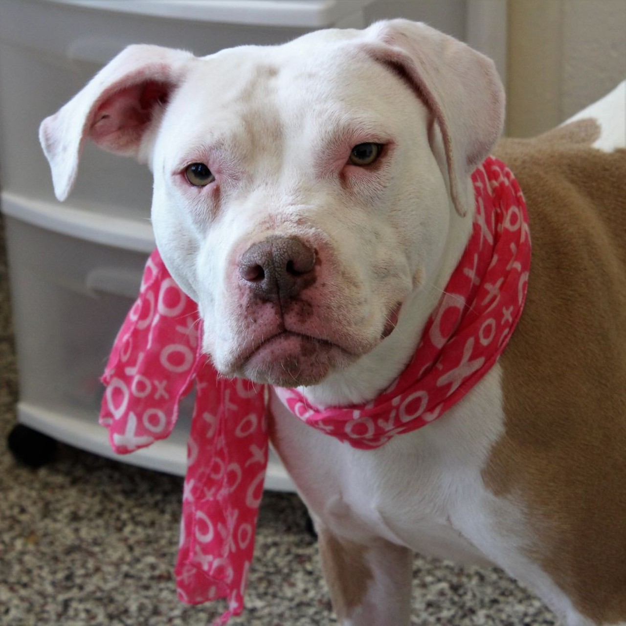 NAME: Lilith
GENDER: Female
BREED: Pit Bull Terrier
AGE: 2 years, 8 months
WEIGHT: 46 pounds
SPECIAL CONSIDERATIONS: None
REASON I CAME TO MHS: Homeless and injured in Detroit
LOCATION: Mackey Center for Animal Care
ID NUMBER: 861808
DETAILS: Click here