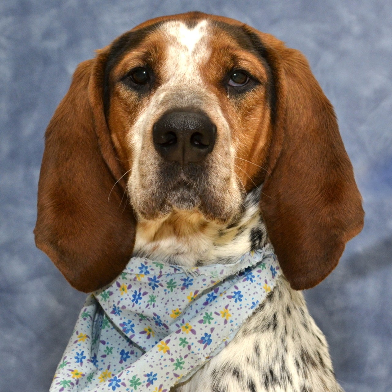 NAME: Diva
GENDER: Female
BREED: Coonhound
AGE: 3 years, 1 month
WEIGHT: 62 pounds
SPECIAL CONSIDERATIONS: None
REASON I CAME TO MHS: Agency transfer
LOCATION: Berman Center for Animal Care