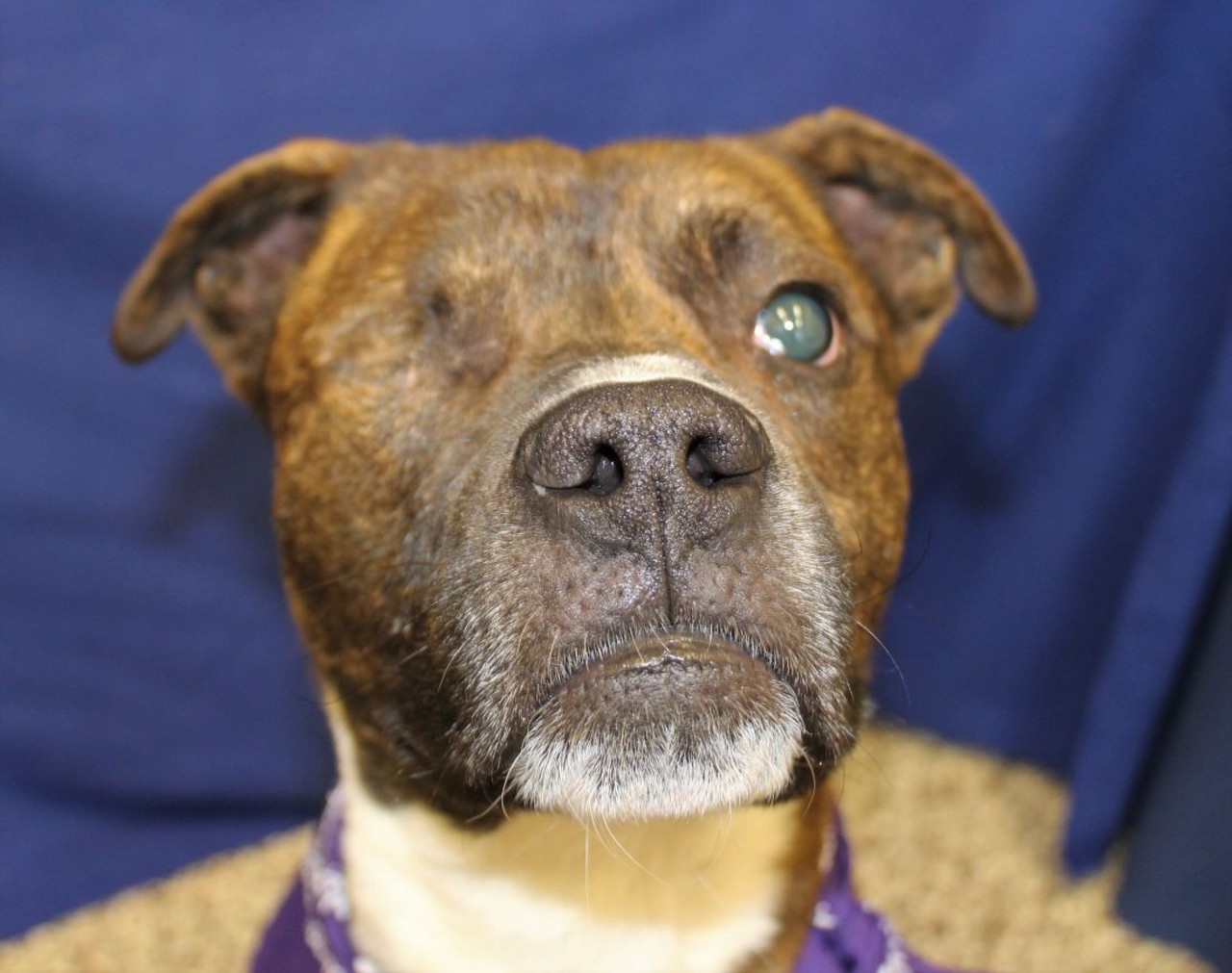 NAME: Jack
GENDER: Male
BREED: Pit Bull Terrier
AGE: 1 year
WEIGHT: 55 pounds
SPECIAL CONSIDERATIONS: Partial blindness
REASON I CAME TO MHS: Homeless and injured in Detroit
LOCATION: Petco of Sterling Heights
ID NUMBER: 864456
DETAILS: Click here