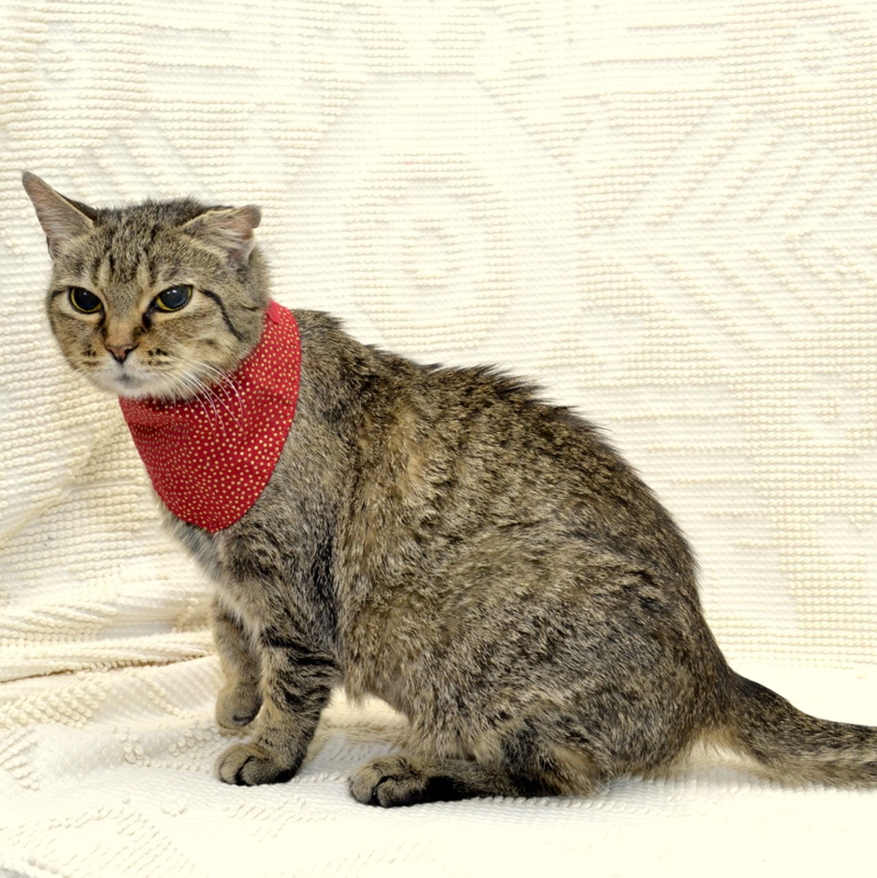 NAME: Tonks
GENDER: Female
BREED: Domestic Short Hair
AGE: 8 years, 1 month
WEIGHT: 8 pounds
SPECIAL CONSIDERATIONS: None
REASON I CAME TO MHS: Agency transfer
LOCATION: Petco of Sterling Heights
ID NUMBER: 863049