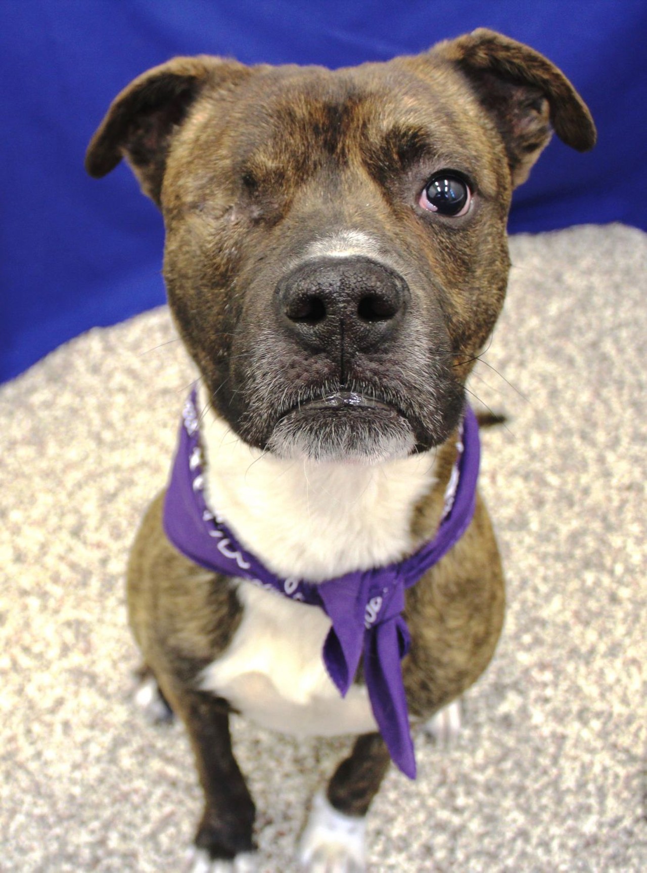 NAME: Jack
GENDER: Male
BREED: Pit Bull Terrier
AGE: 1 year
WEIGHT: 55 pounds
SPECIAL CONSIDERATIONS: Partial blindness
REASON I CAME TO MHS: Homeless and injured in Detroit
LOCATION: Petco of Sterling Heights
ID NUMBER: 864456
DETAILS: Click here