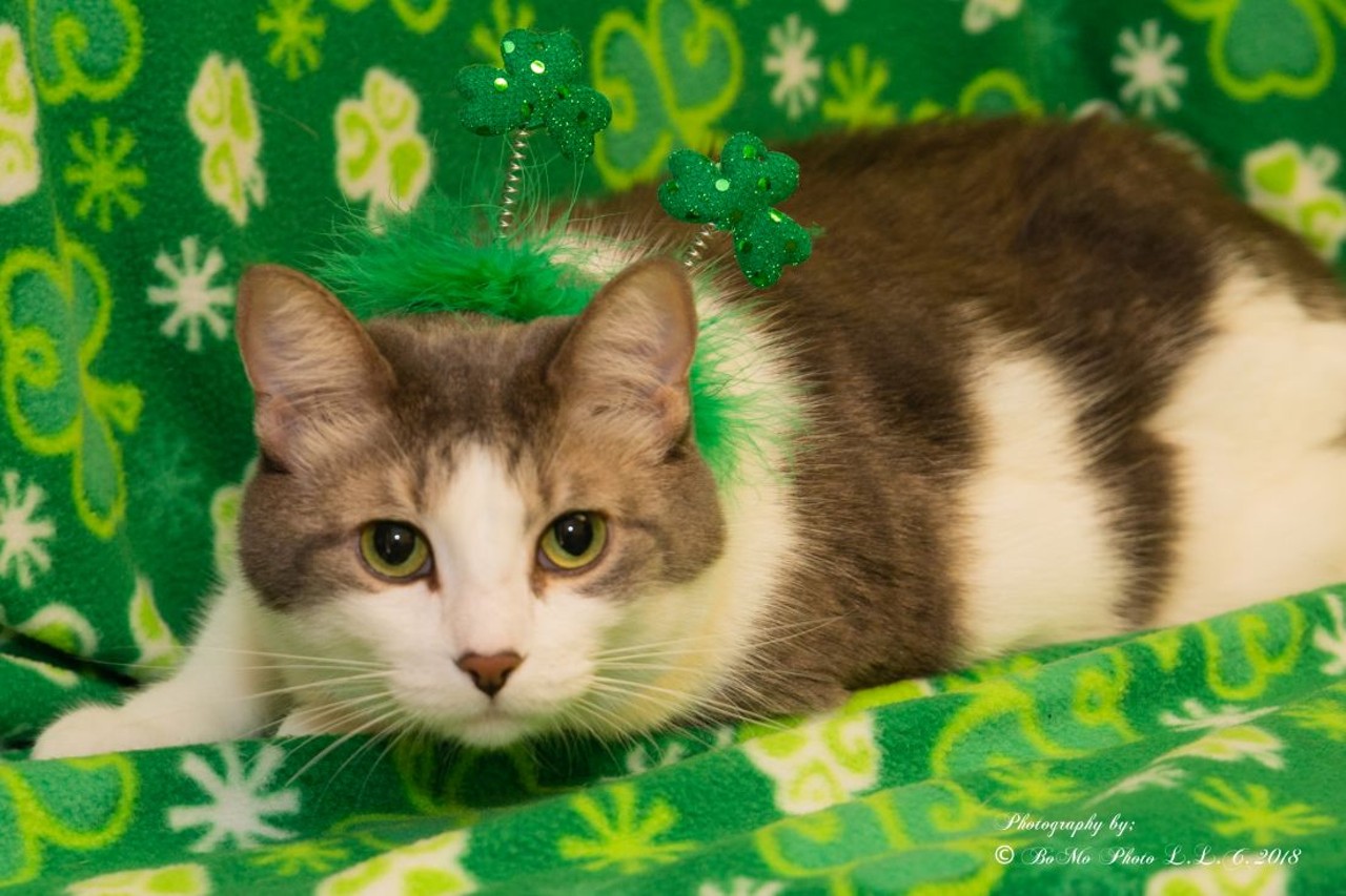 NAME: Paris
GENDER: Female
BREED: Domestic Short Hair
AGE: 5 years, 1 month
WEIGHT: 13 pounds
SPECIAL CONSIDERATIONS: Prefers a home with no dogs
REASON I CAME TO MHS: Owner surrender
LOCATION: Petco of Sterling Heights
ID NUMBER: 864321
DETAILS: Click here