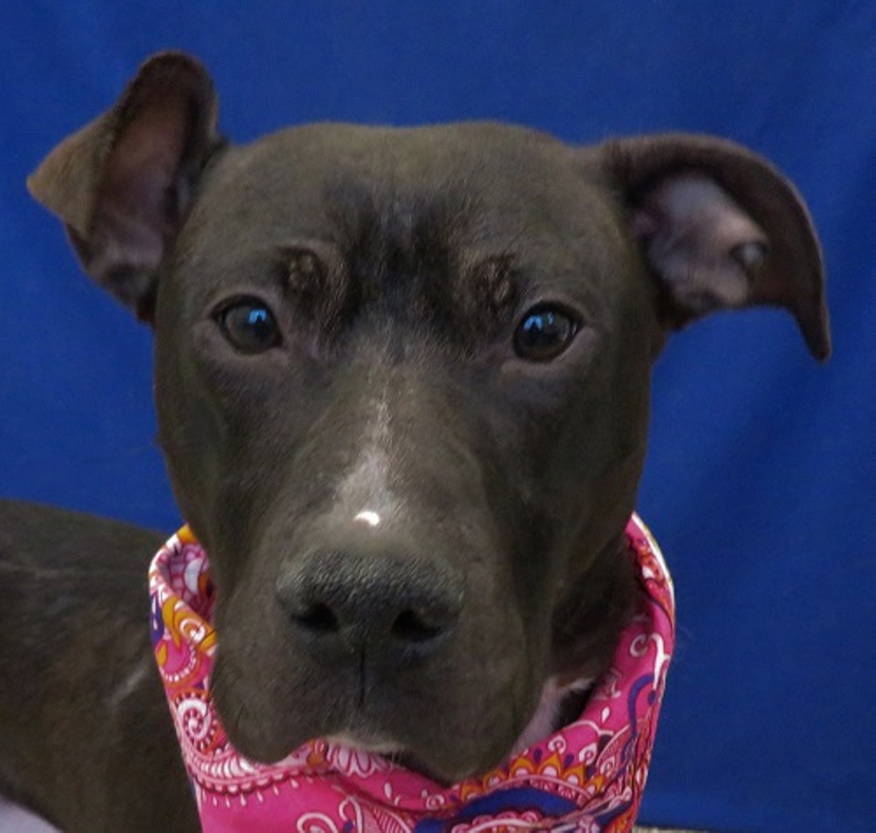 NAME: Norah
GENDER: Female
BREED: Pit Bull Terrier
AGE: 2 years, 2 months
WEIGHT: 42 pounds
SPECIAL CONSIDERATIONS: Prefers older children
REASON I CAME TO MHS: Homeless in Detroit
LOCATION: Rochester Hills Center for Animal Care
ID NUMBER: 861842