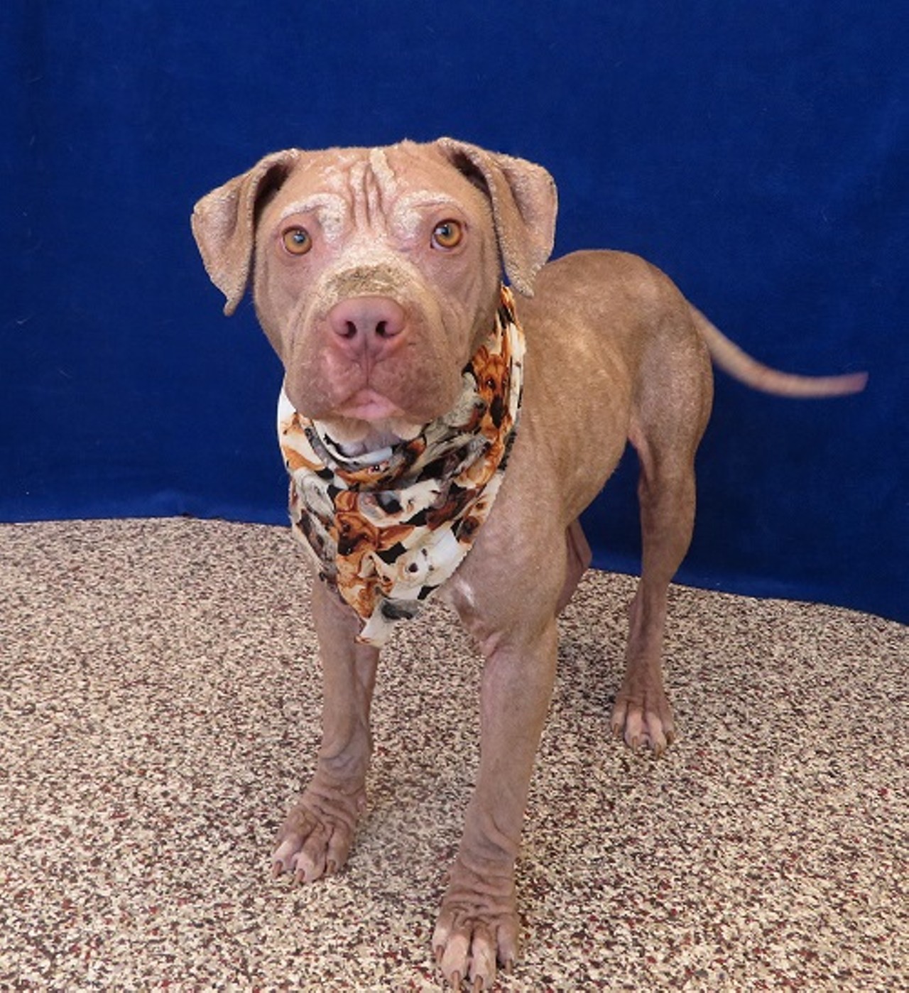 NAME: Biscuit
GENDER: Male
BREED: Pit Bull Terrier
AGE: 10 months
WEIGHT: 40 pounds
SPECIAL CONSIDERATIONS: Recovering from noncontagious skin ailment
REASON I CAME TO MHS: Homeless in Detroit
LOCATION: Mackey Center for Animal Care in Detroit
ID NUMBER: 865072