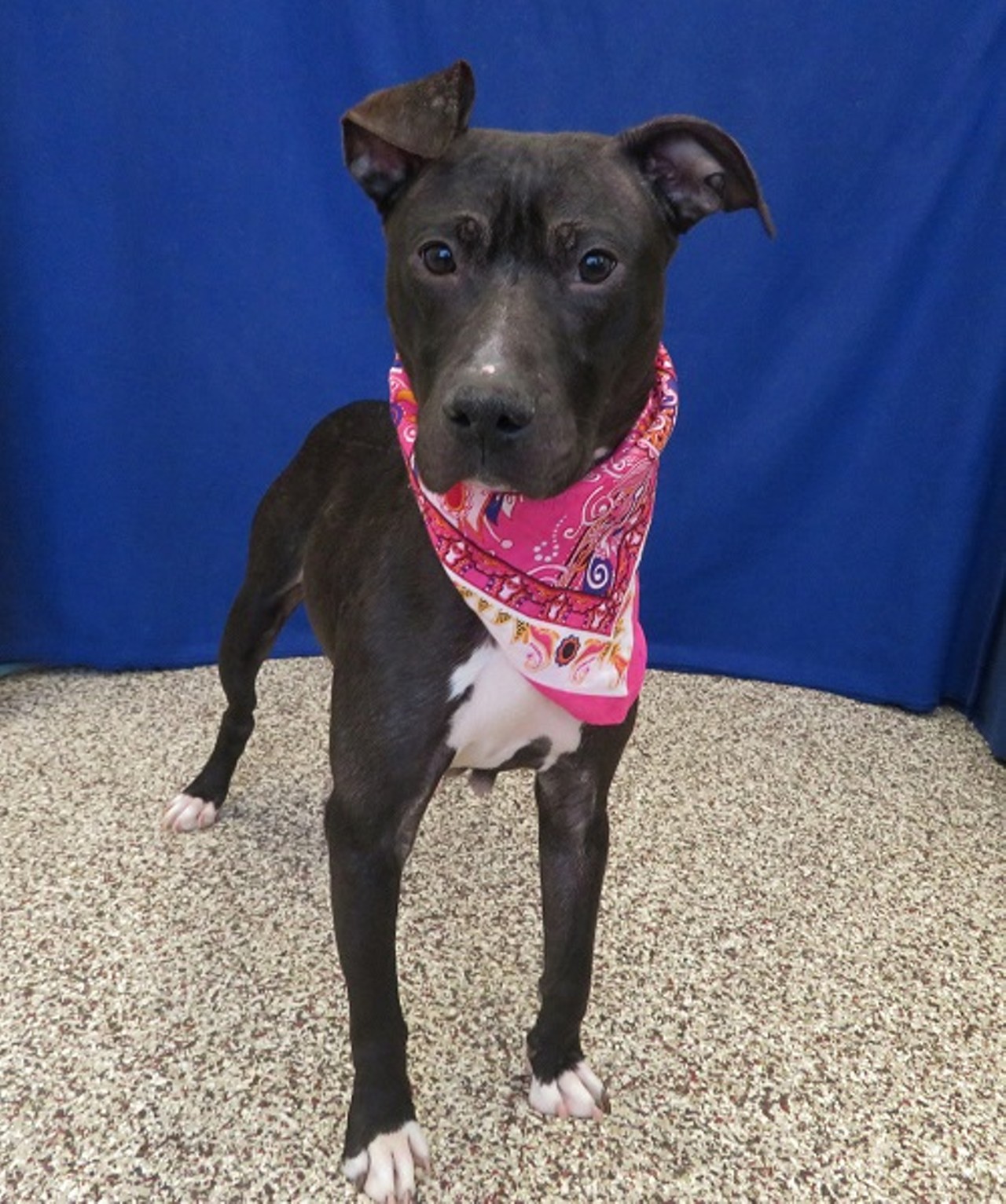 NAME: Norah
GENDER: Female
BREED: Pit Bull Terrier
AGE: 2 years, 2 months
WEIGHT: 42 pounds
SPECIAL CONSIDERATIONS: Prefers older children
REASON I CAME TO MHS: Homeless in Detroit
LOCATION: Rochester Hills Center for Animal Care
ID NUMBER: 861842