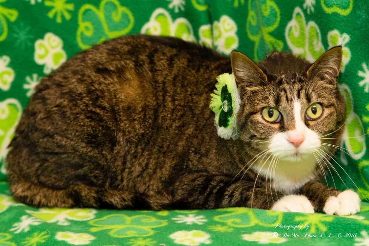 NAME: Katara
GENDER: Female
BREED: Domestic Short Hair
AGE: 7 years
WEIGHT: 10 pounds
SPECIAL CONSIDERATIONS: Prefers a home with older children and no other cats
REASON I CAME TO MHS: Owner surrender
LOCATION: Rochester Hills Center for Animal Care
ID NUMBER: 864917
