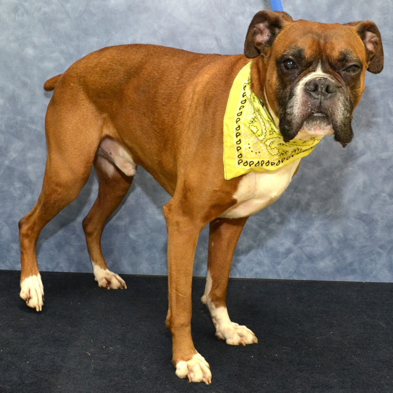 NAME: Apollo
GENDER: Male
BREED: Boxer
AGE: 10 years
WEIGHT: 67 pounds
SPECIAL CONSIDERATIONS: May prefer to be your only dog
REASON I CAME TO MHS: Owner surrender
LOCATION: Berman Center for Animal Care in Westland
ID NUMBER: 864978