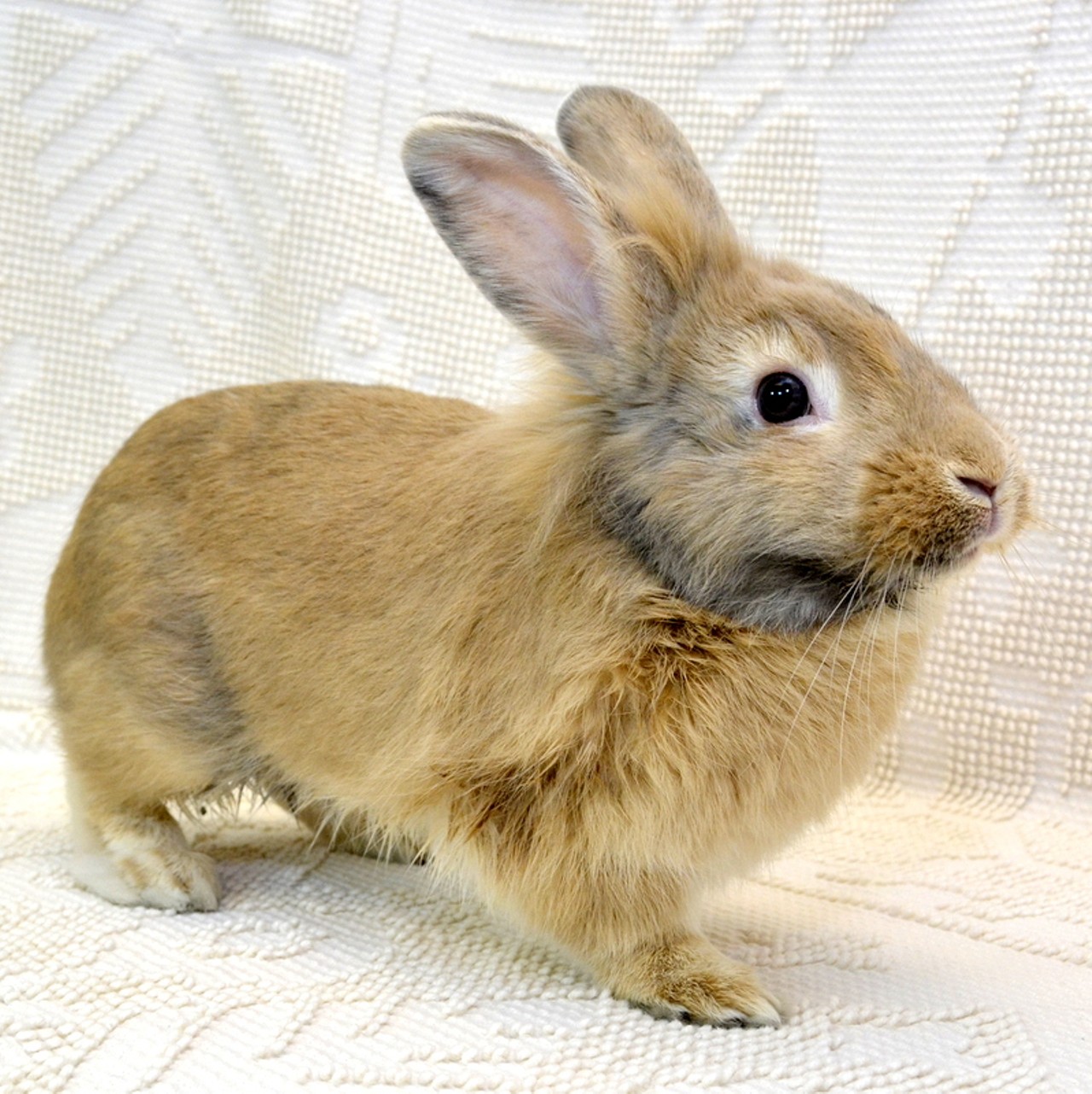 NAME: Roger
GENDER: Male
BREED: Lionhead
AGE: 1 year
WEIGHT: 4 pounds
SPECIAL CONSIDERATIONS: None
REASON I CAME TO MHS: Owner surrender
LOCATION: Berman Center for Animal Care in Westland
ID NUMBER: 864916