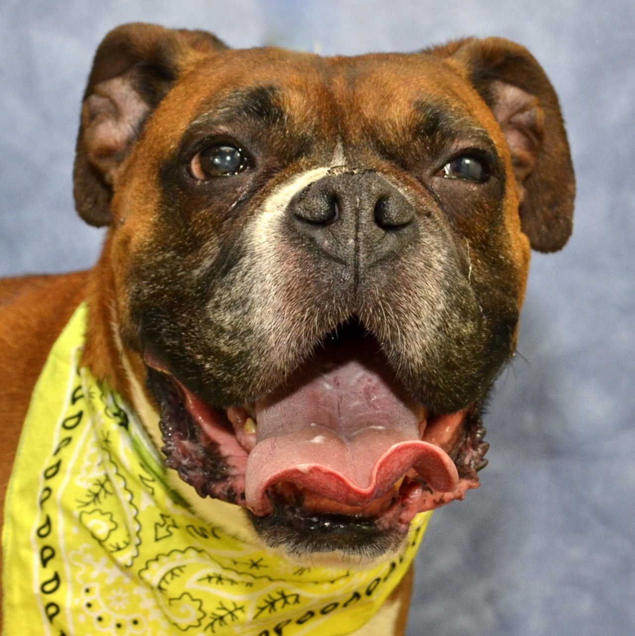 NAME: Apollo
GENDER: Male
BREED: Boxer
AGE: 10 years
WEIGHT: 67 pounds
SPECIAL CONSIDERATIONS: May prefer to be your only dog
REASON I CAME TO MHS: Owner surrender
LOCATION: Berman Center for Animal Care in Westland
ID NUMBER: 864978