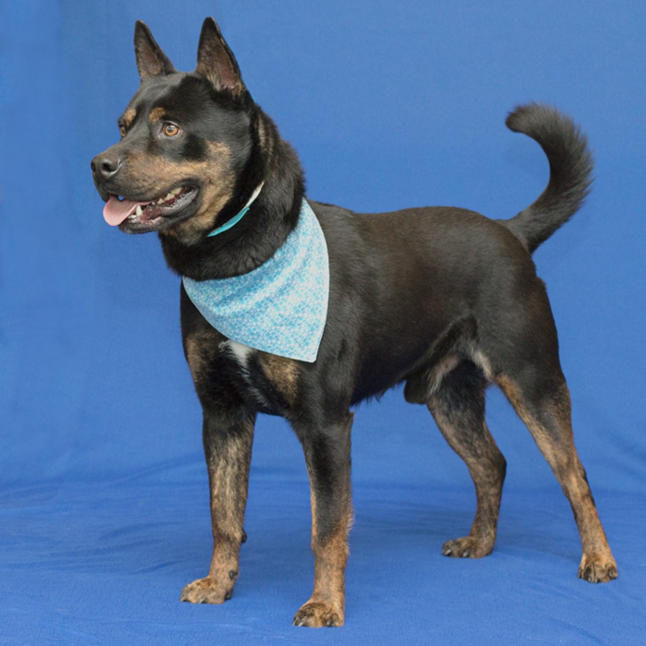 NAME: Benji
GENDER: Male
BREED: Australian Cattle Dog-Blue Heeler-Rottweiler mix
AGE: 1 year, 6 months
WEIGHT: 39 pounds
SPECIAL CONSIDERATIONS: None
REASON I CAME TO MHS: Agency transfer
LOCATION: Berman Center for Animal Care in Westland
ID NUMBER: 864960