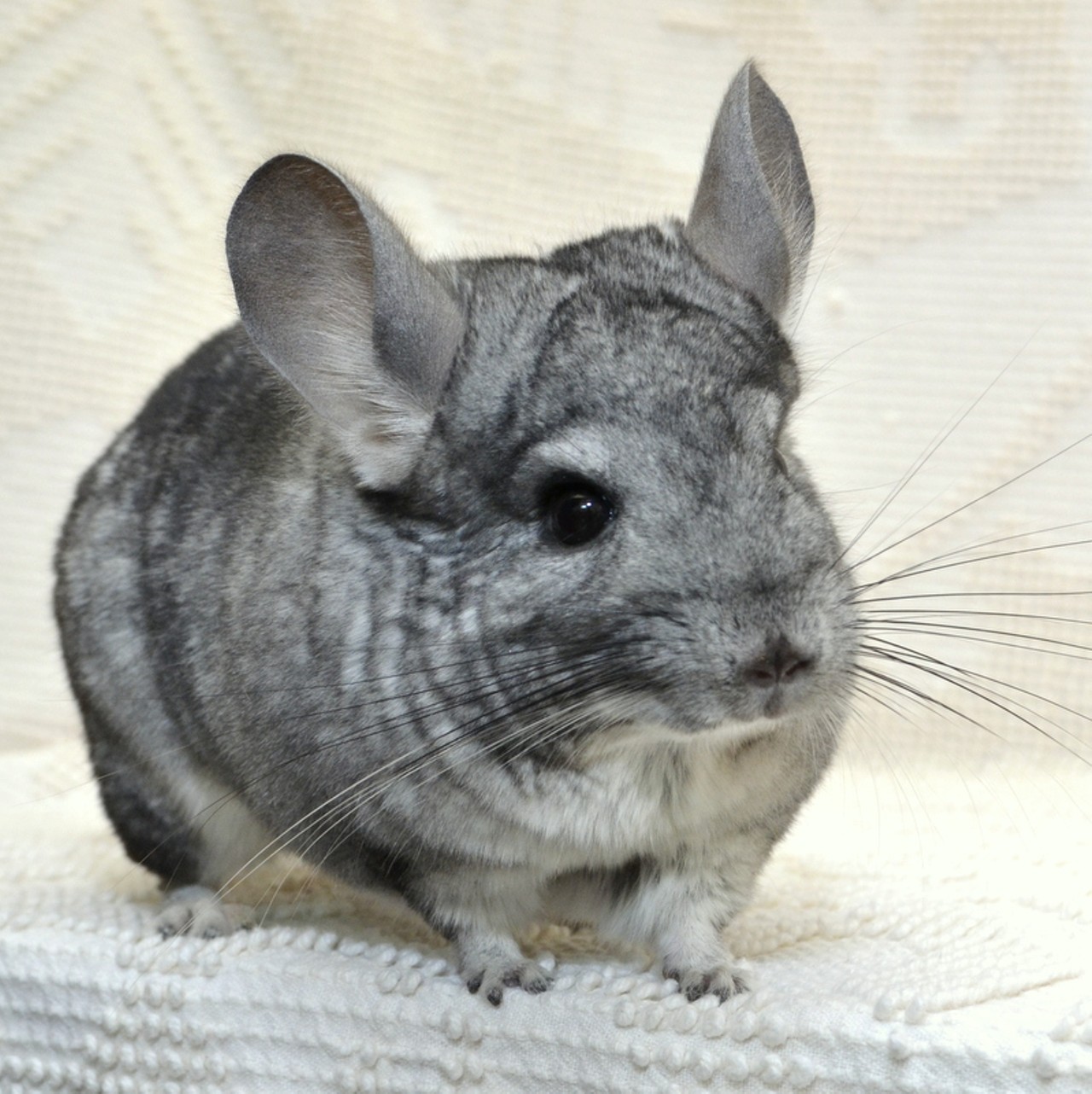 NAME: Chip
GENDER: Male
BREED: Chinchilla
AGE: 1 year
WEIGHT: 
SPECIAL CONSIDERATIONS: Prefers older children onlyv
REASON I CAME TO MHS: Owner surrender
LOCATION: Berman Center for Animal Care in Westland
ID NUMBER: 864927