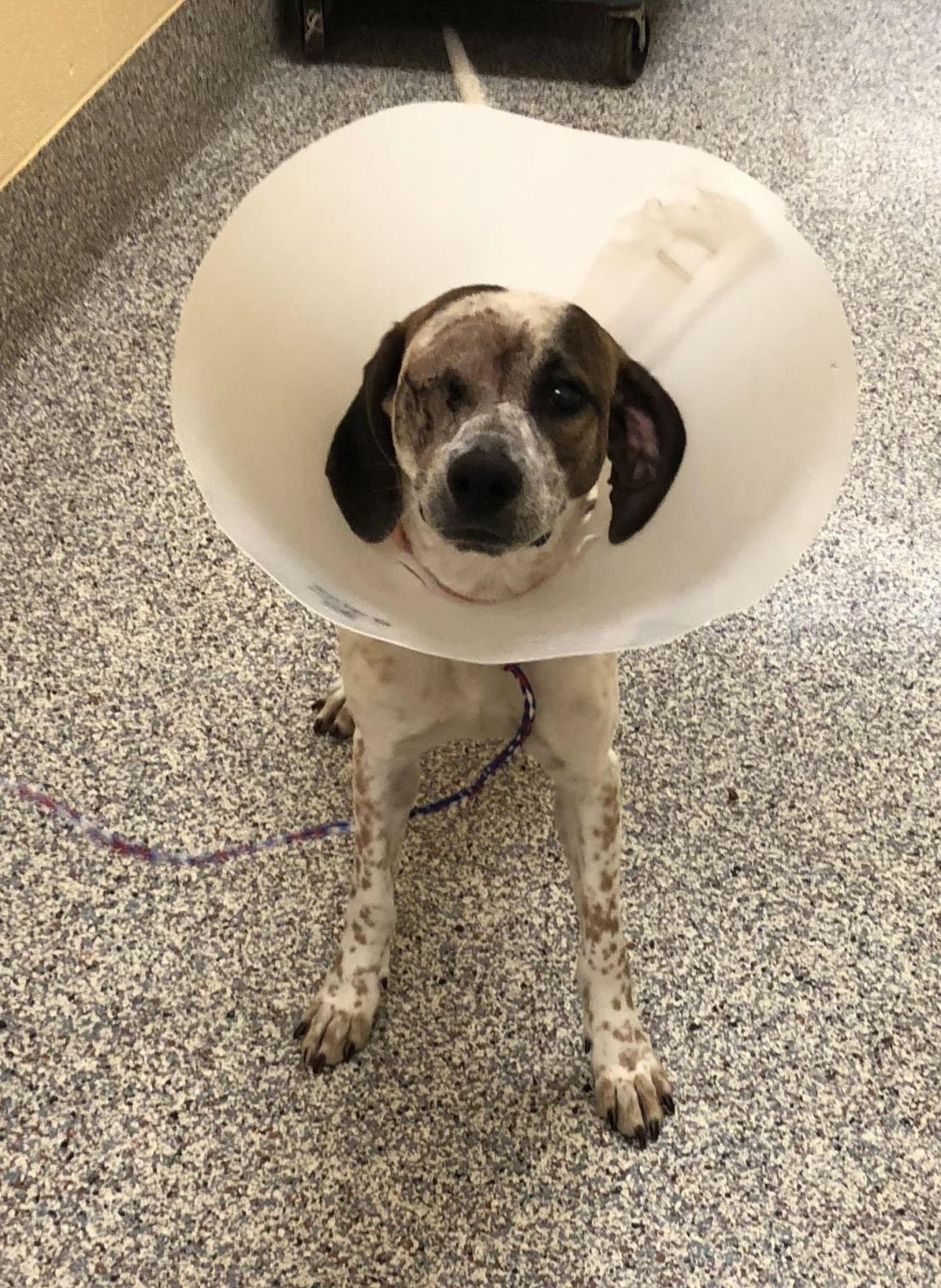 NAME: Freckles
GENDER: Female
BREED: Hound
AGE: 1 year
WEIGHT: 36 pounds
SPECIAL CONSIDERATIONS: Partially blind
REASON I CAME TO MHS: Agency transfer
LOCATION: Berman Center for Animal Care in Westland
ID NUMBER: 864216