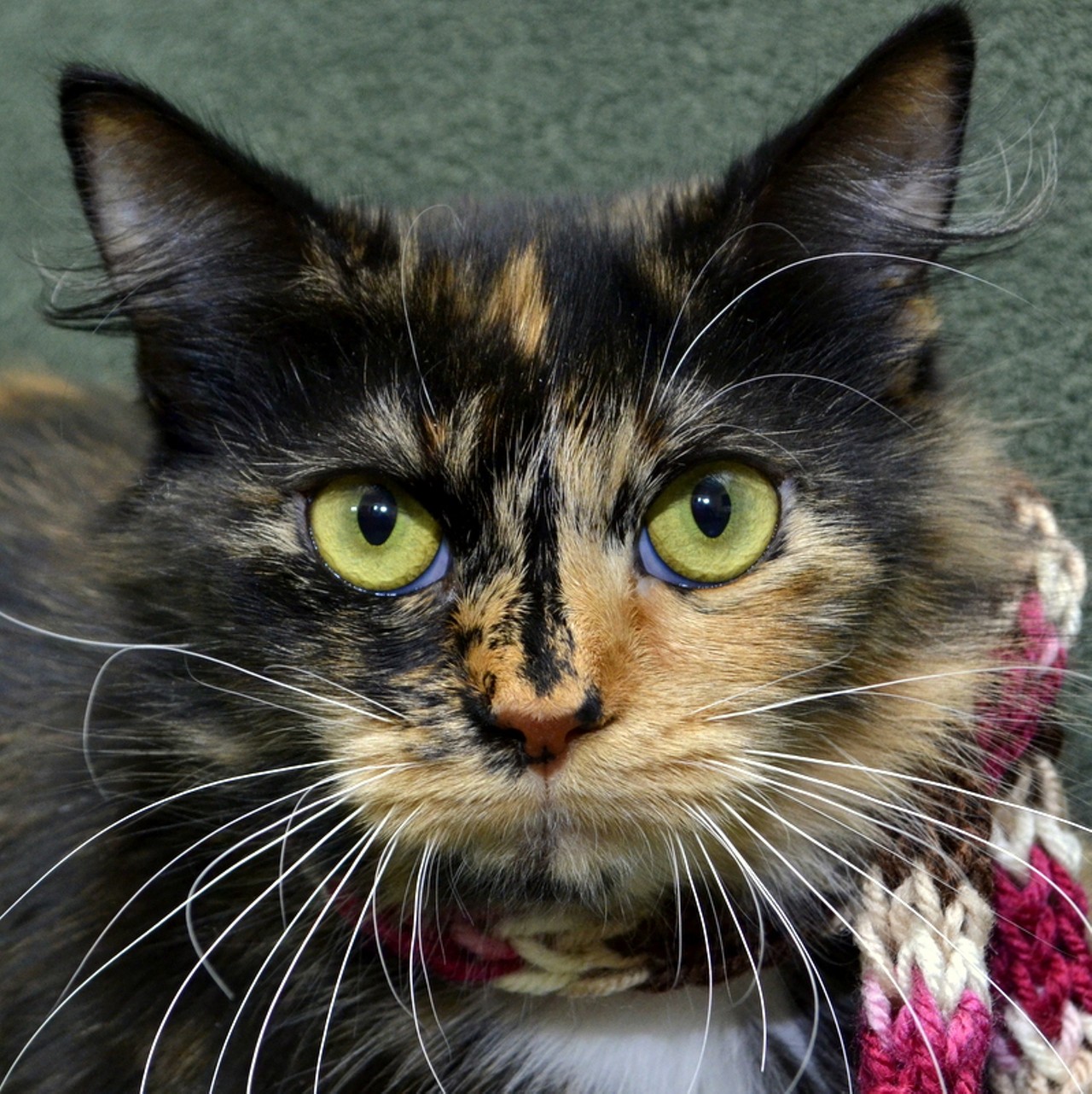 NAME: Astraea
GENDER: Female
BREED: Domestic Medium Hair
AGE: 2 years, 1 month
WEIGHT: 7 pounds
SPECIAL CONSIDERATIONS: None
REASON I CAME TO MHS: Homeless in Dearborn Heights
LOCATION: Premier Pet Supply of Novi
ID NUMBER: 864617