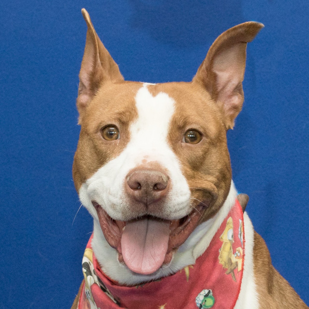 NAME: Mari
GENDER: Female
BREED: Pit Bull Terrier
AGE: 1 year, 7 months
WEIGHT: 43 pounds
SPECIAL CONSIDERATIONS: This dog is free thanks to a generous supporter!
REASON I CAME TO MHS: Owner surrender
LOCATION: Rochester Hills Center for Animal Care
ID NUMBER: 863761