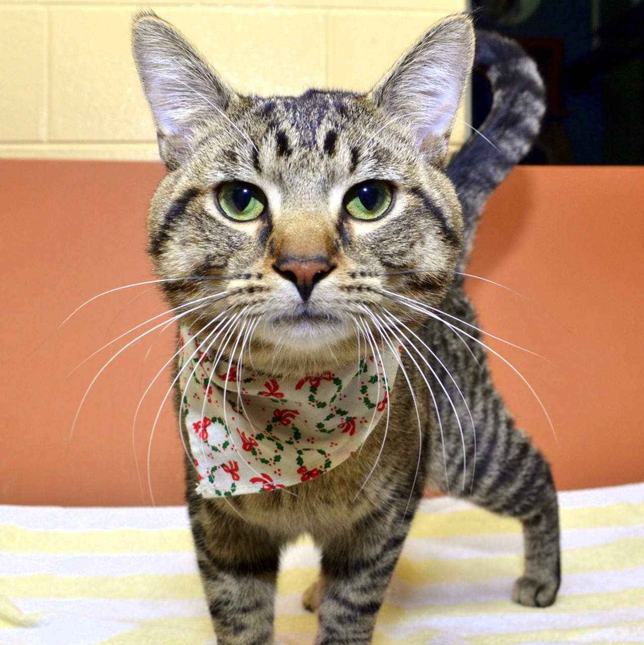 NAME: Julius
GENDER: Male
BREED: Domestic Short Hair
AGE: 1 year
WEIGHT: 12 pounds
SPECIAL CONSIDERATIONS: Introduce to other cats very slowly
REASON I CAME TO MHS: Homeless in Highland
LOCATION: Berman Center for Animal Care in Westland
ID NUMBER: 863170