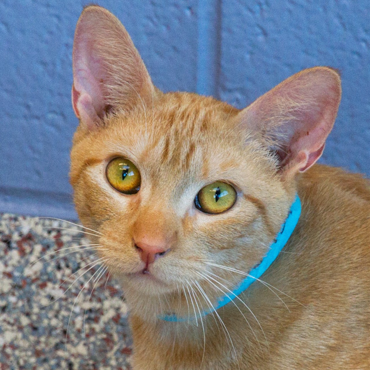 NAME: Ambros
GENDER: Male
BREED: Domestic Short Hair
AGE: 1 year
WEIGHT: 8 pounds
SPECIAL CONSIDERATIONS: None
REASON I CAME TO MHS: Agency transfer
LOCATION: Berman Center for Animal Care in Westland
ID NUMBER: 865892