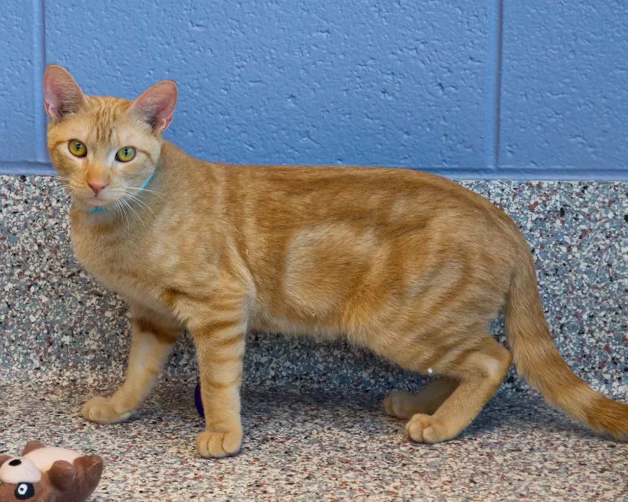 NAME: Ambros GENDER: Male BREED: Domestic Short Hair AGE: 1 year WEIGHT: 8 pounds SPECIAL CONSIDERATIONS: None REASON I CAME TO MHS: Agency transfer LOCATION: Berman Center for Animal Care in Westland ID NUMBER: 865892