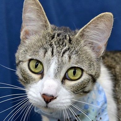NAME: Caesar
    GENDER: Male
    BREED: Domestic Short Hair
    AGE: 1 year, 8 months
    WEIGHT: 9 pounds
    SPECIAL CONSIDERATIONS: None
    REASON I CAME TO MHS: Agency transfer
    LOCATION: Premier Pet Supply of Novi
    ID NUMBER: 865898