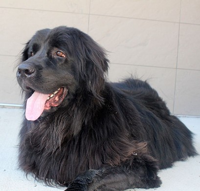 NAME: Kobe
    GENDER: Male
    BREED: Newfoundland
    AGE: 3 years
    WEIGHT: 142 pounds
    SPECIAL CONSIDERATIONS: None
    REASON I CAME TO MHS: Owner surrender
    LOCATION: Mackey Center for Animal Care in Detroit
    ID NUMBER: 867329