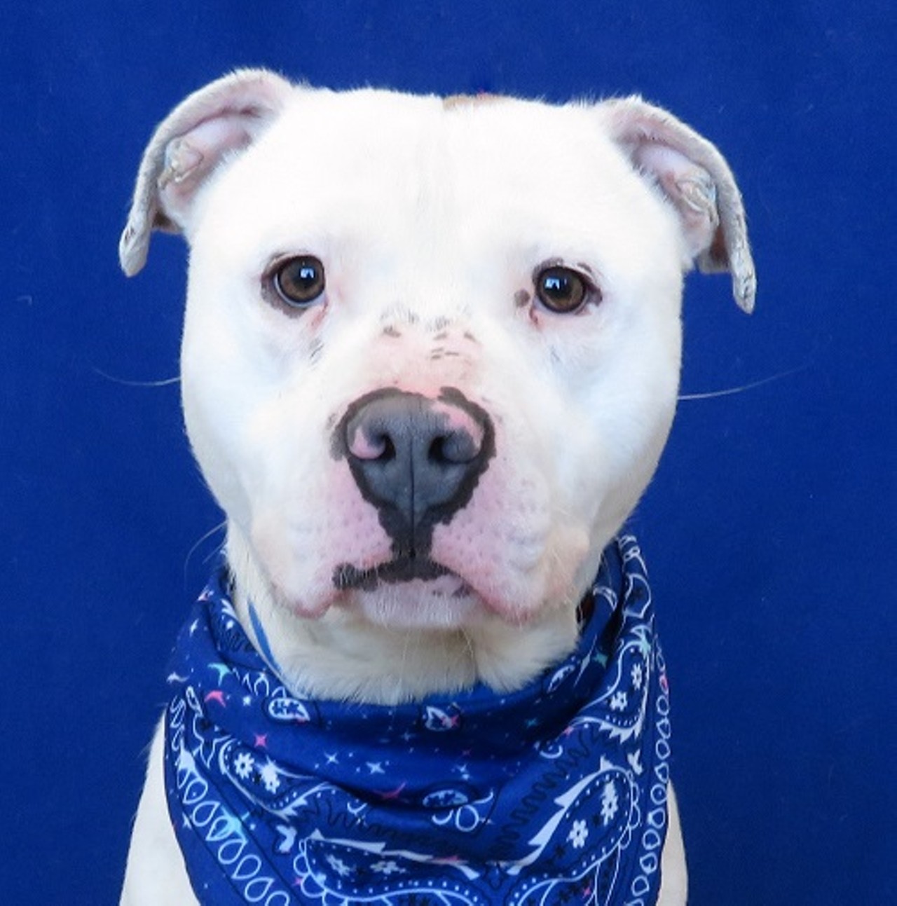 NAME: Triton
GENDER: Male
BREED: Pit Bull
AGE: 2 years
WEIGHT: 55 pounds
SPECIAL CONSIDERATIONS: Prefers a home with older children
REASON I CAME TO MHS: Rescued in Detroit
LOCATION: Mackey Center for Animal Care in Detroit
ID NUMBER: 866947