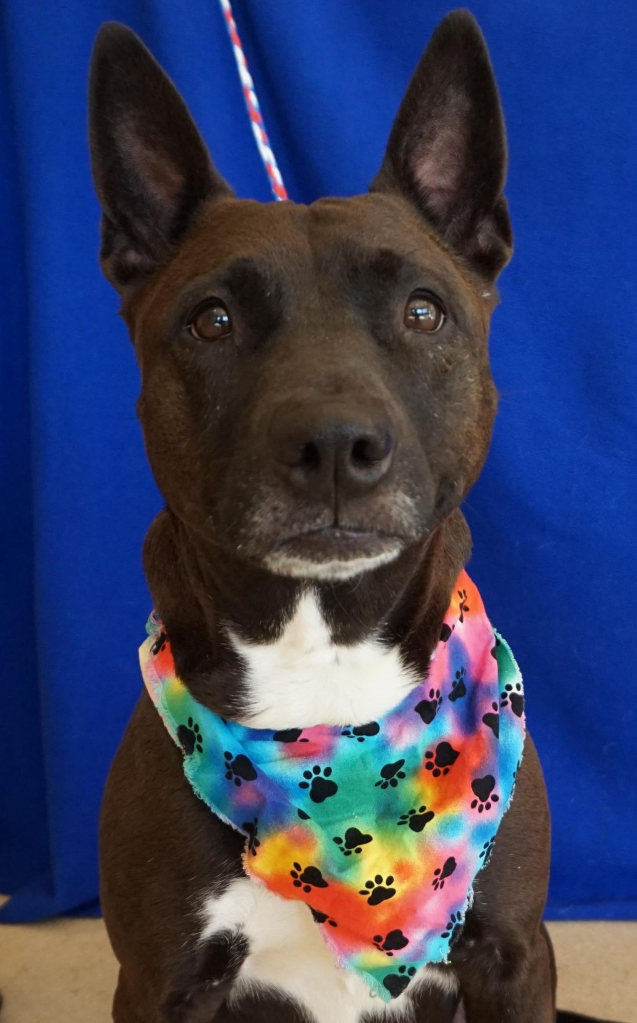 NAME: Lula
GENDER: Female
BREED: Shepherd-Terrier mix
AGE: 4 years
WEIGHT: 54 pounds
SPECIAL CONSIDERATIONS: None
REASON I CAME TO MHS: Agency transfer
LOCATION: Rochester Hills Center for Animal Care
ID NUMBER: 867924