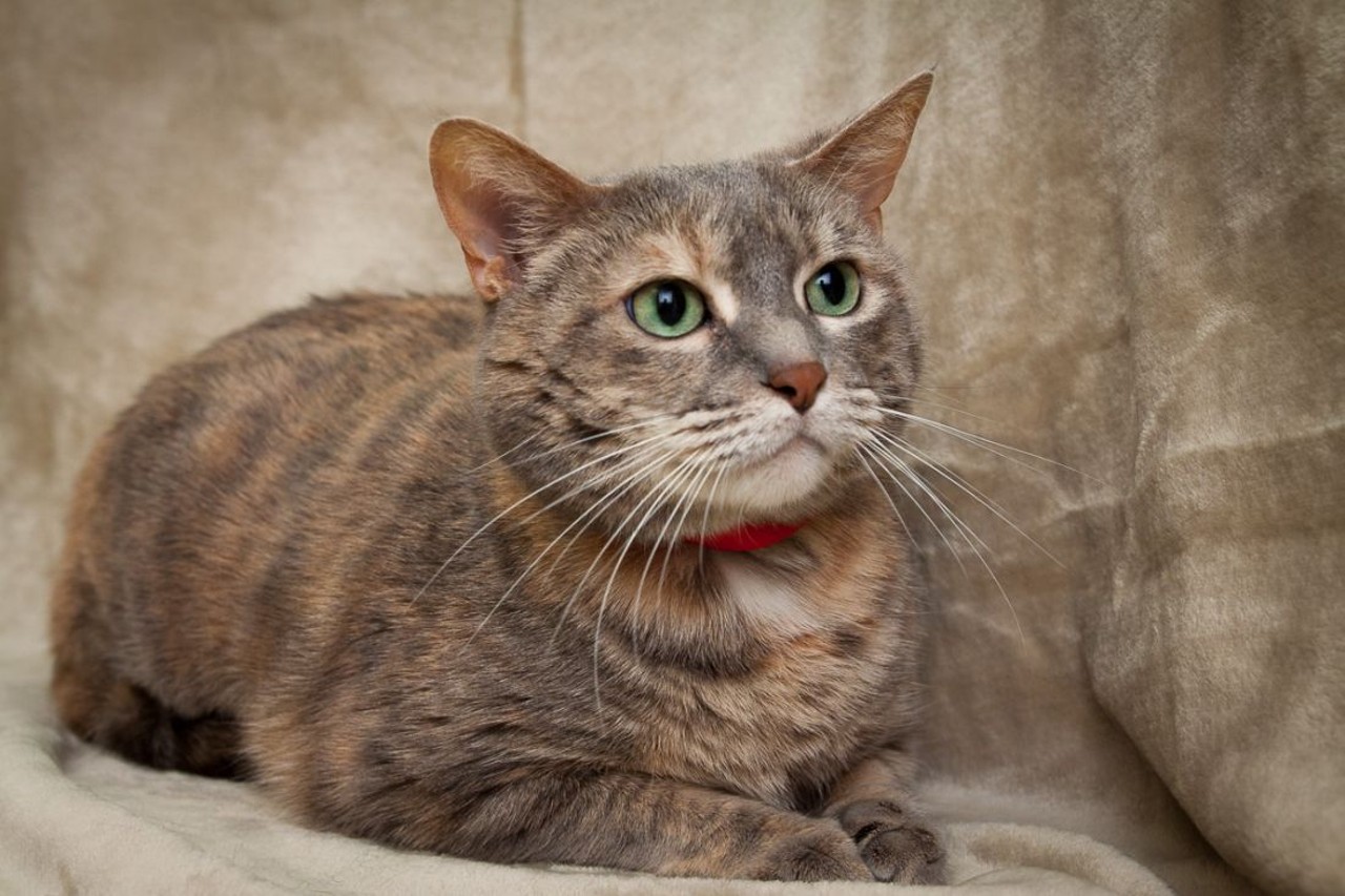 NAME: Sadie
GENDER: Female
BREED: Domestic Short Hair
AGE: 6 years
WEIGHT: 14 pounds
SPECIAL CONSIDERATIONS: Prefers a home with older or no children
REASON I CAME TO MHS: Owner surrender
LOCATION: Petco of Sterling Heights
ID NUMBER: 867536