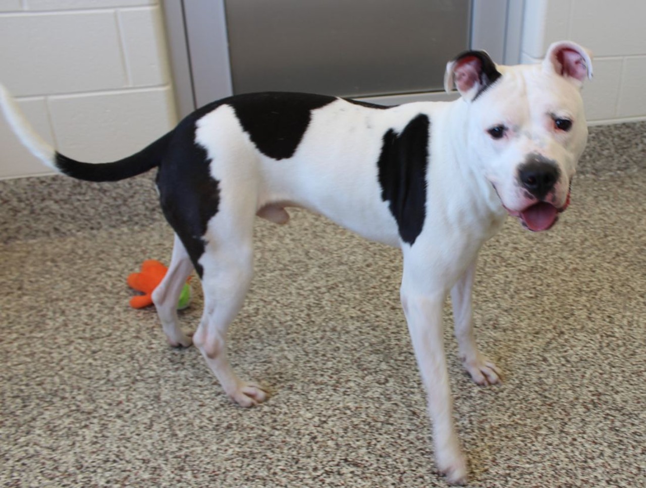 NAME: Riley
GENDER: Male
BREED: Staffordshire Bull Terrier
AGE: 1 year
WEIGHT: 66 pounds
SPECIAL CONSIDERATIONS: Prefers a home with older children
REASON I CAME TO MHS: Owner surrender
LOCATION: Mackey Center for Animal Care in Detroit
ID NUMBER: 868059
