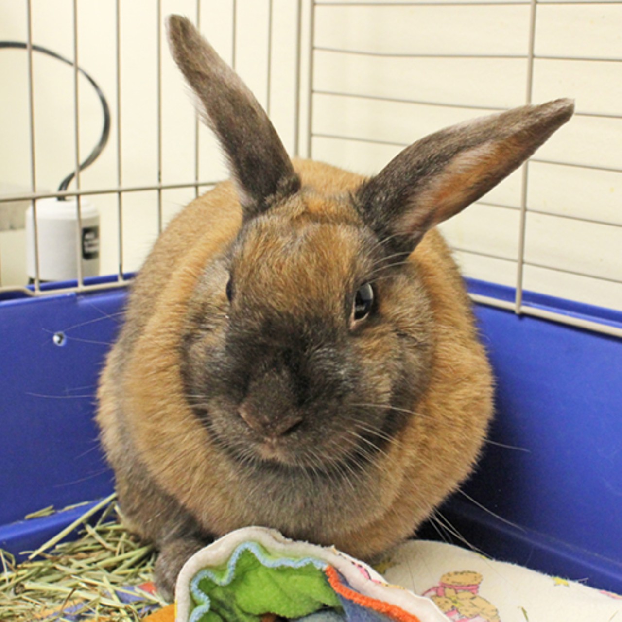 NAME: Cocoa 
GENDER: Female 
BREED: American Sable
AGE: 5 years, 10 months 
WEIGHT: 4 pounds
SPECIAL CONSIDERATIONS: None
REASON I CAME TO MHS: Owner surrender 
LOCATION: Berman Center for Animal Care in Westland 
ID NUMBER: 836268 