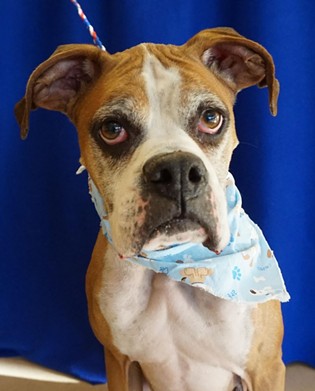 NAME: Ace
    GENDER: Male
    BREED: Boxer
    AGE: 7 years
    WEIGHT: 45 pounds
    SPECIAL CONSIDERATIONS: None
    REASON I CAME TO MHS: Transfer from another shelter
    LOCATION: Petco of Sterling Heights
    ID NUMBER: 861229
    DETAILS: Click here