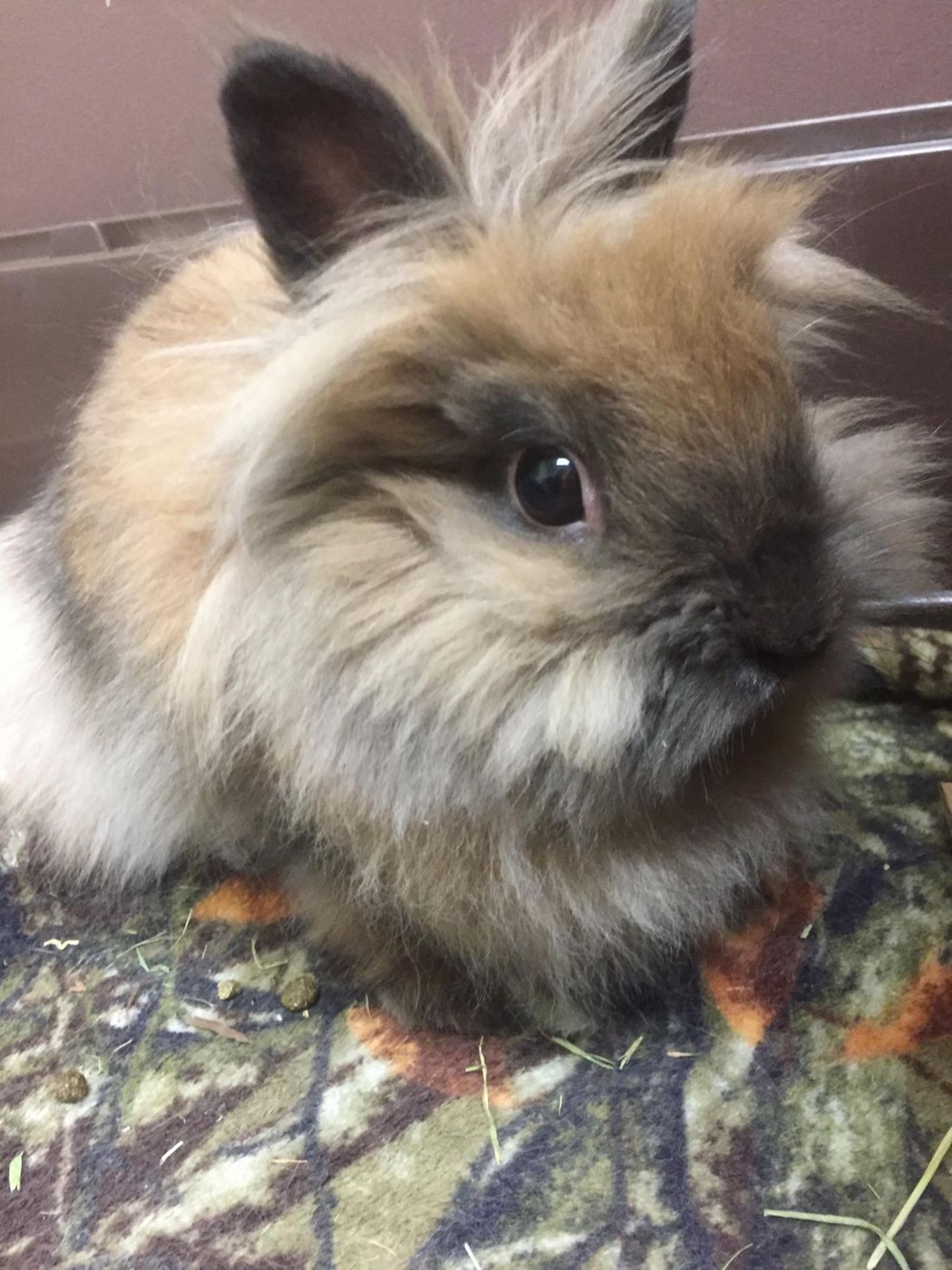 NAME: Hazel
GENDER: Female
BREED: Lionhead
AGE: 1 year, 8 months
WEIGHT: 2.5 pounds
SPECIAL CONSIDERATIONS: Prefers a home with older children
REASON I CAME TO MHS: Owner surrender
LOCATION: Petco of Sterling Heights
ID NUMBER: 860291
