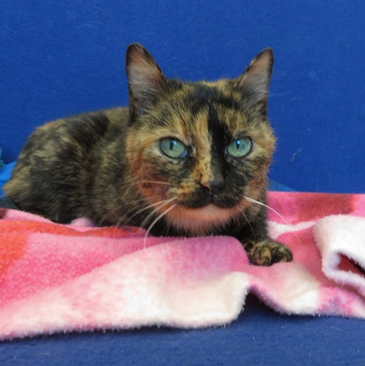 NAME: Mirage
NAME: Mirage
GENDER: Female
BREED: Domestic Short Hair
AGE: 10 years
WEIGHT: 7 pounds
SPECIAL CONSIDERATIONS: None
REASON I CAME TO MHS: Owner surrender
LOCATION: Mackey Center for Animal Care in Detroit
ID NUMBER: 862254