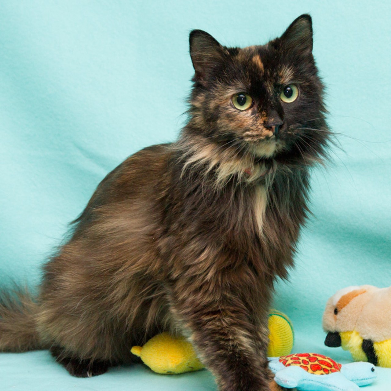 NAME: Snickers
NAME: Snickers
GENDER: Female
BREED: Domestic Long Hair
AGE: 4 years, 1 month
WEIGHT: 7 pounds
SPECIAL CONSIDERATIONS: None
REASON I CAME TO MHS: Agency transfer
LOCATION: Premier Pet Supply of Novi
ID NUMBER: 862306