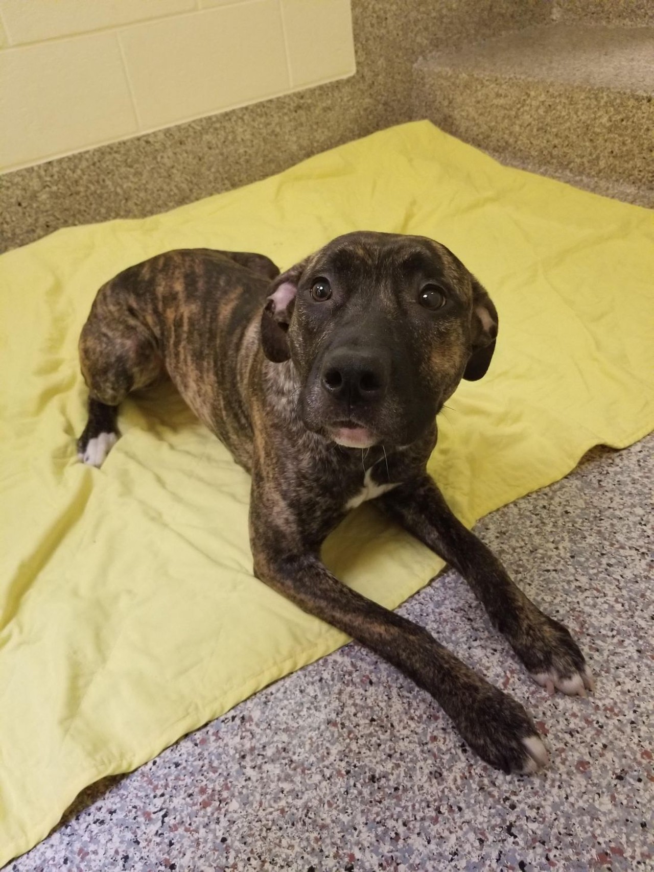 NAME: Duchess
GENDER: Female
BREED: Pit Bull Terrier
AGE: 1 year, 1 month
WEIGHT: 54 pounds
SPECIAL CONSIDERATIONS: None
REASON I CAME TO MHS: Owner surrender
LOCATION: Berman Center for Animal Care in Westland
ID NUMBER: 861039