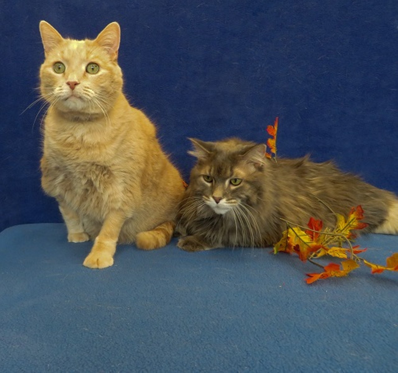 Crickett and 
Toby
GENDERS: Both are male
BREEDS: Domestic long hair and domestic short hair, respectively
AGES: Both are 11 years, 3 months
WEIGHTS: 14 pounds and 16 pounds, respectively
SPECIAL CONSIDERATIONS: Crickett is an amputee and must be adopted with his best friend Toby
REASON I CAME TO MHS: Owner surrender
LOCATION: Mackey Center for Animal Care in Detroit
ID NUMBERS: 854468 and 854467, respectively