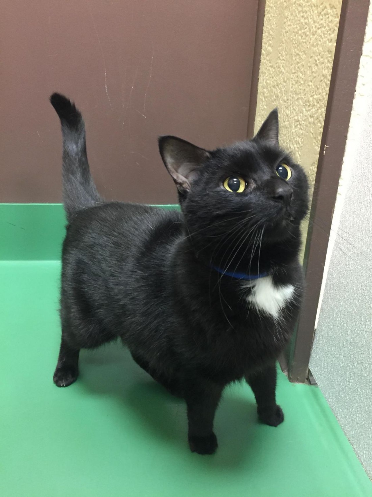NAME: Rev
GENDER: Male
BREED: Domestic short hair
AGE: 10 years
WEIGHT: 10 pounds
SPECIAL CONSIDERATIONS: None
REASON I CAME TO MHS: Owner surrender
LOCATION: Petco in Sterling Heights
ID NUMBER: 860832
