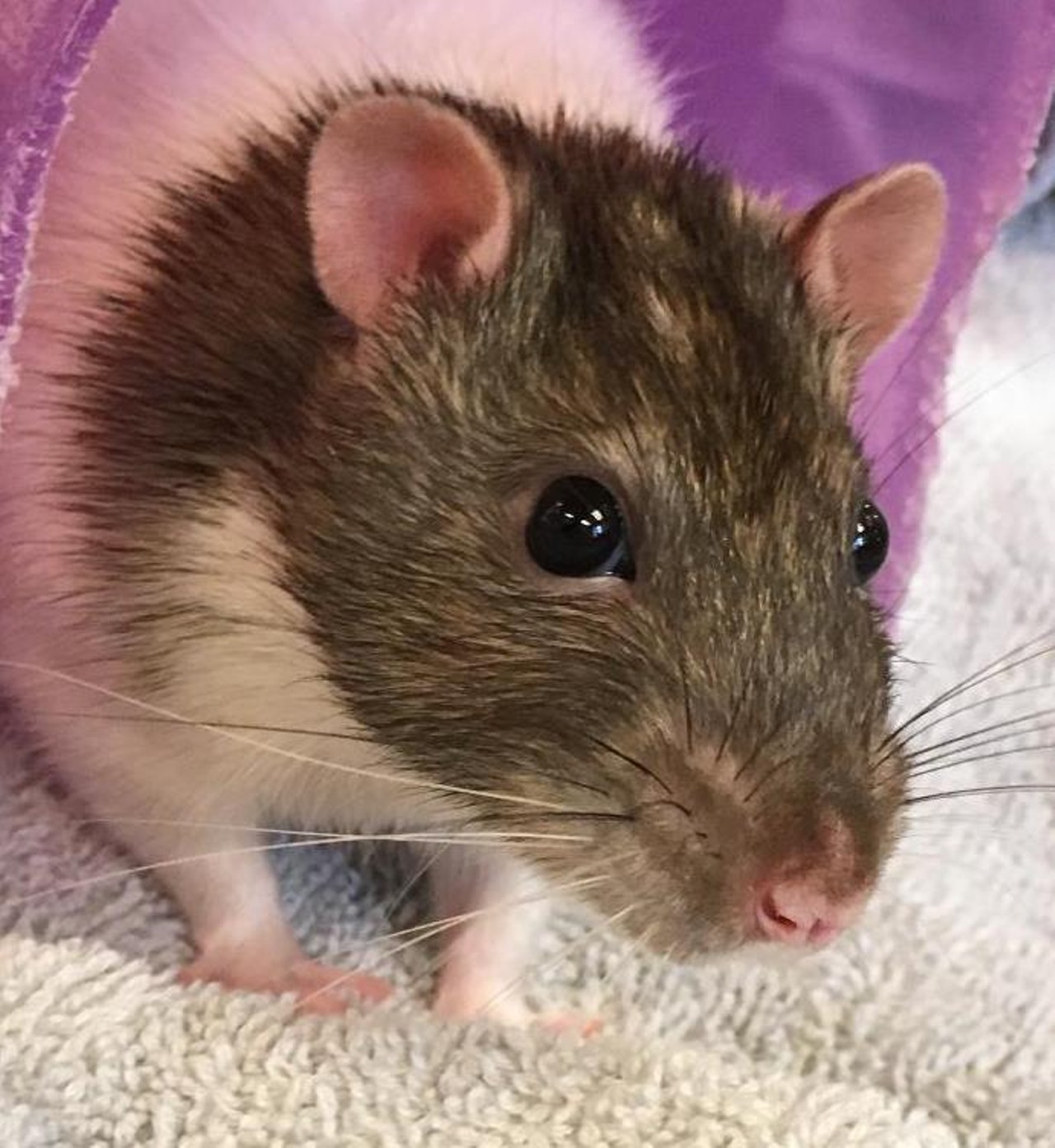 NAME: Gus
GENDER: Male
BREED: Rat
AGE: 7 months
SPECIAL CONSIDERATIONS: None
REASON I CAME TO MHS: Owner surrender
LOCATION: Berman Center for Animal Care in Westland
ID NUMBER: 860357