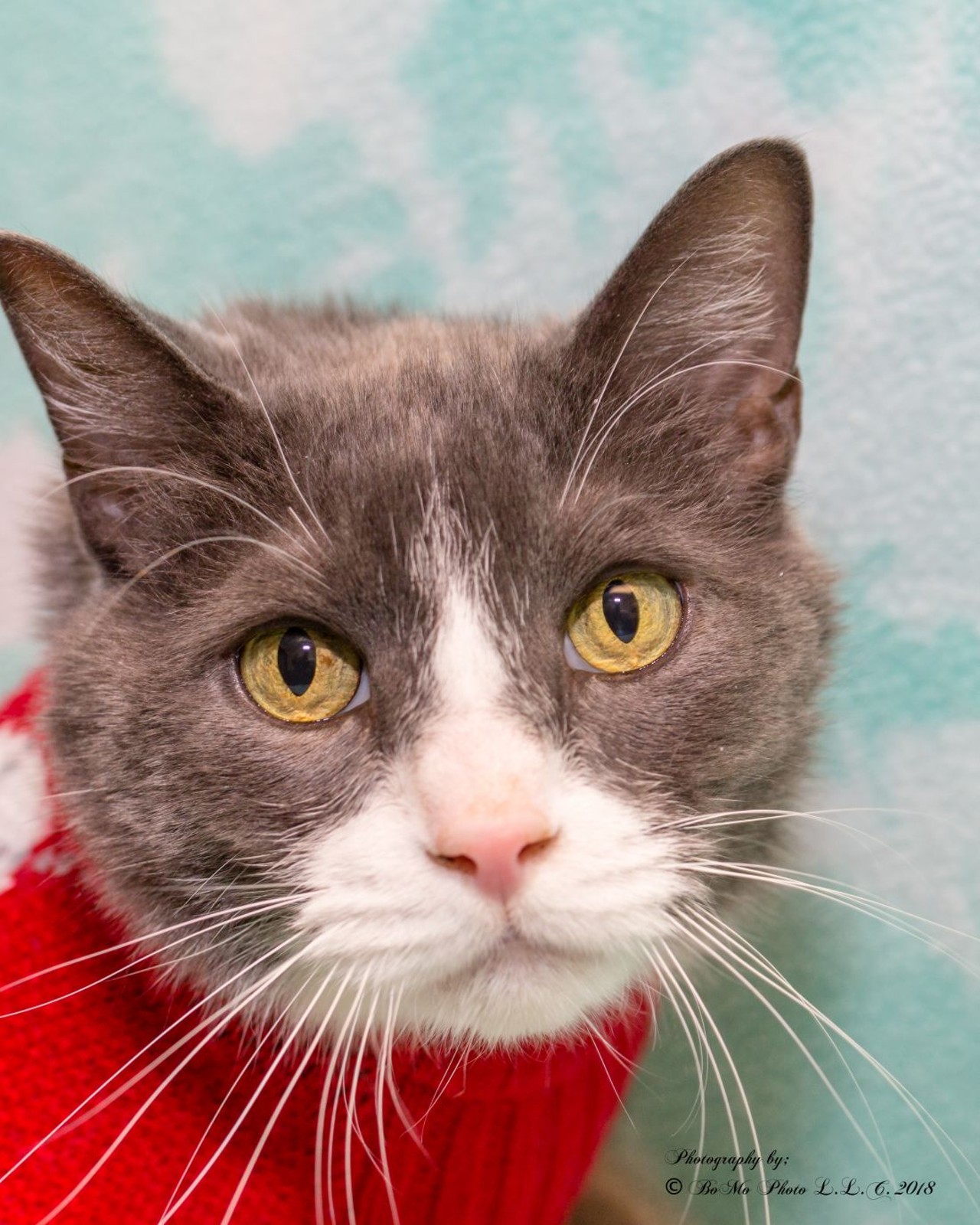 NAME: Max
GENDER: Male
BREED: Domestic Short Hair
AGE: 11 years, 6 months
WEIGHT: 15 pounds
SPECIAL CONSIDERATIONS: None
REASON I CAME TO MHS: Owner surrender
LOCATION: Petco of Sterling Heights
ID NUMBER: 862460