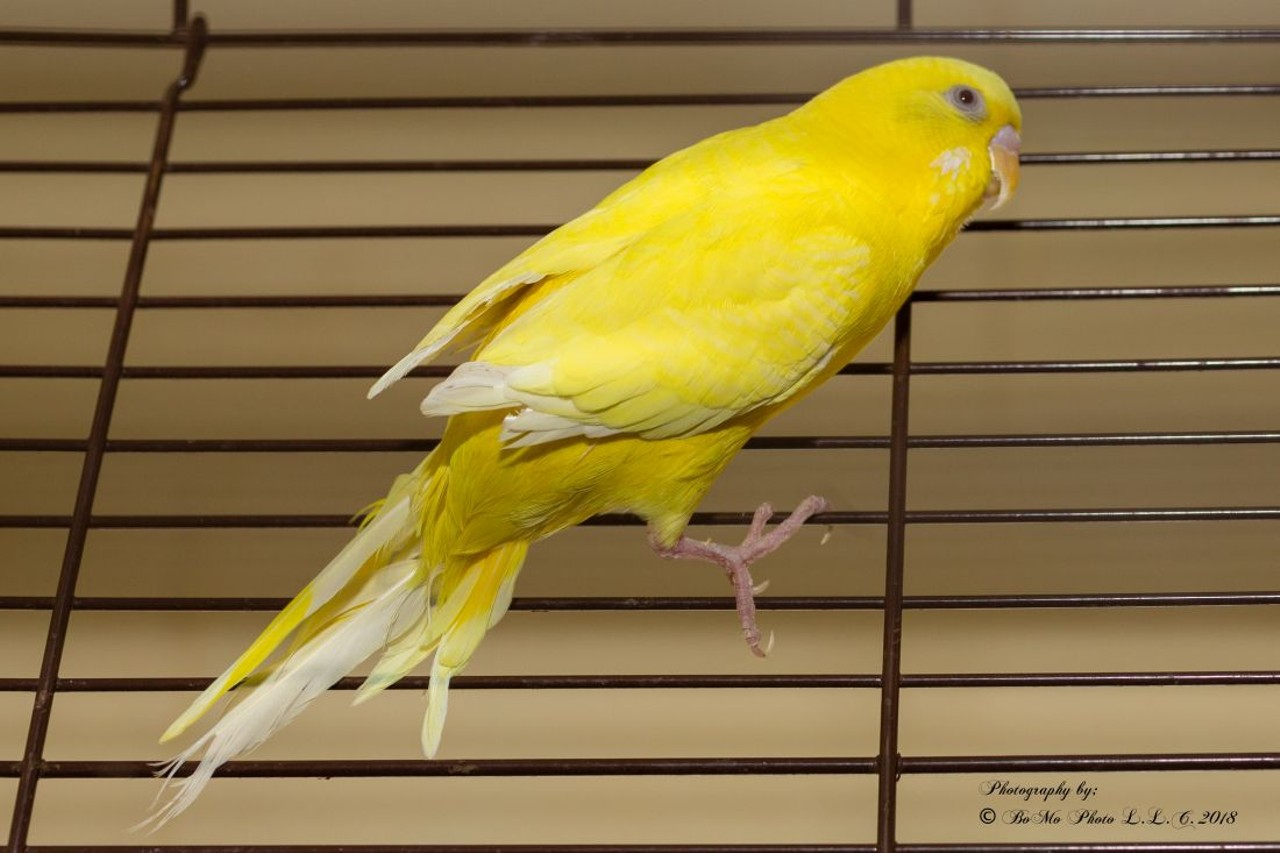 NAME: Sammie
GENDER: Female
BREED: Budgerigar
AGE: Unknown
SPECIAL CONSIDERATIONS: None
REASON I CAME TO MHS: Homeless in White Lake
LOCATION: Rochester Hills Center for Animal Care
ID NUMBER: 861904