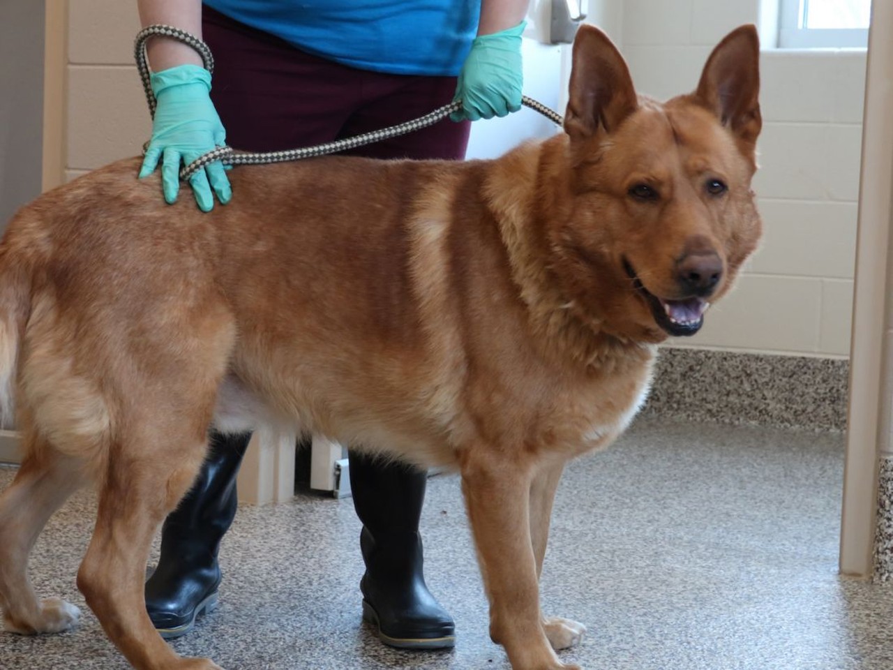 NAME: Papa Wrigs
GENDER: Male
BREED: German Shepherd-Alaskan Malamute mix
AGE: 5 years, 1 month
WEIGHT: 120 pounds
SPECIAL CONSIDERATIONS: None
REASON I CAME TO MHS: Rescued in Highland Park
LOCATION: Mackey Center for Animal Care in Detroit
ID NUMBER: 861021