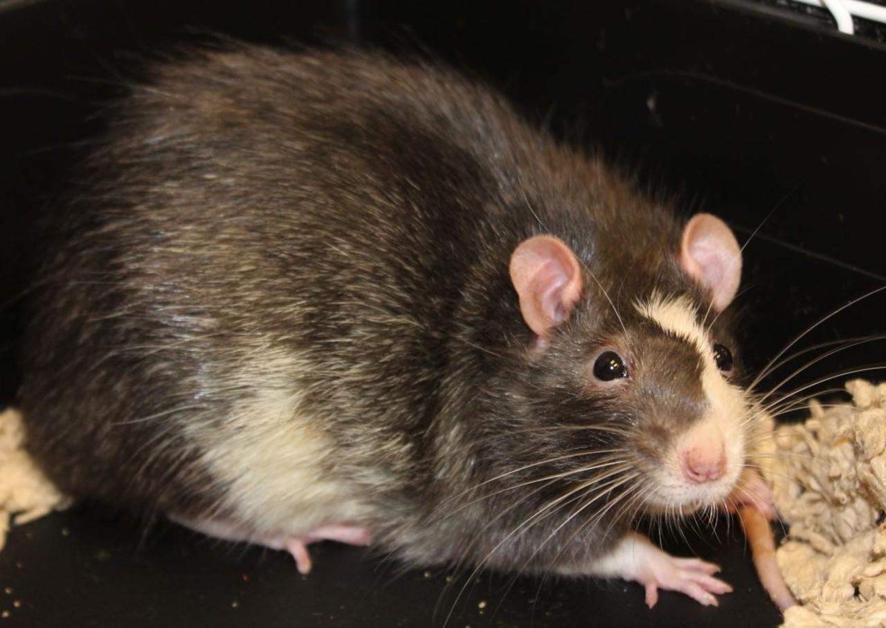 NAME: Socrates
GENDER: Male
BREED: Rat
AGE: 6 months
WEIGHT: 1.3 pounds
SPECIAL CONSIDERATIONS: None
REASON I CAME TO MHS: Owner surrender
LOCATION: Mackey Center for Animal Care in Detroit
ID NUMBER: 869431